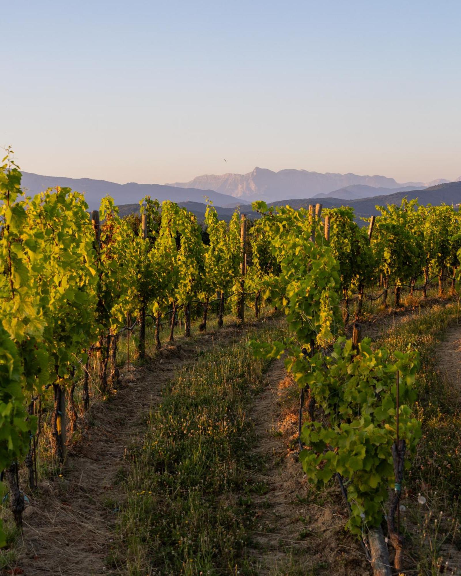 Tenuta Perusini Corno di Rosazzo Εξωτερικό φωτογραφία